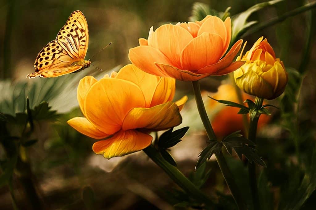 ❤️ Погрижи се за градината! Пеперудата ще дойде сама от Милена Голева